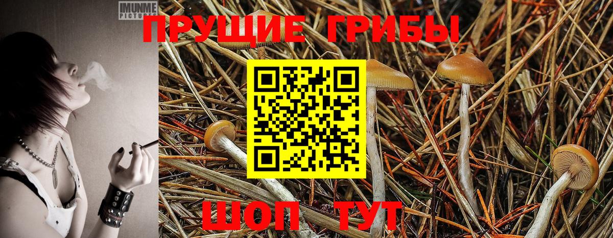 Черногорск  Галлюциногенные грибы GOLDEN TEACHER  Вход с VPN 